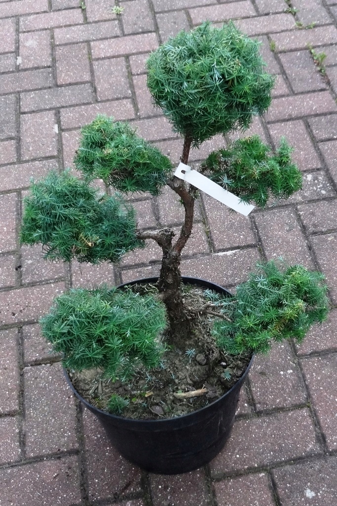 CYPRYSIK formowany BONSAI 50-55cm Ogród japoński