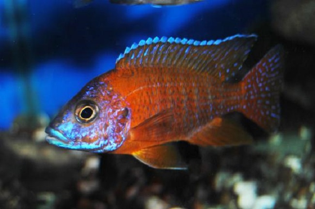 Aulonocara GERMAN Red Peacock - MALAWI Śląsk