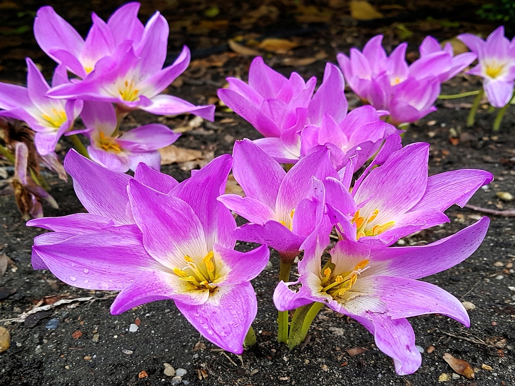 ZIMOWIT BIZANTYJSKI - COLCHICUM 1szt