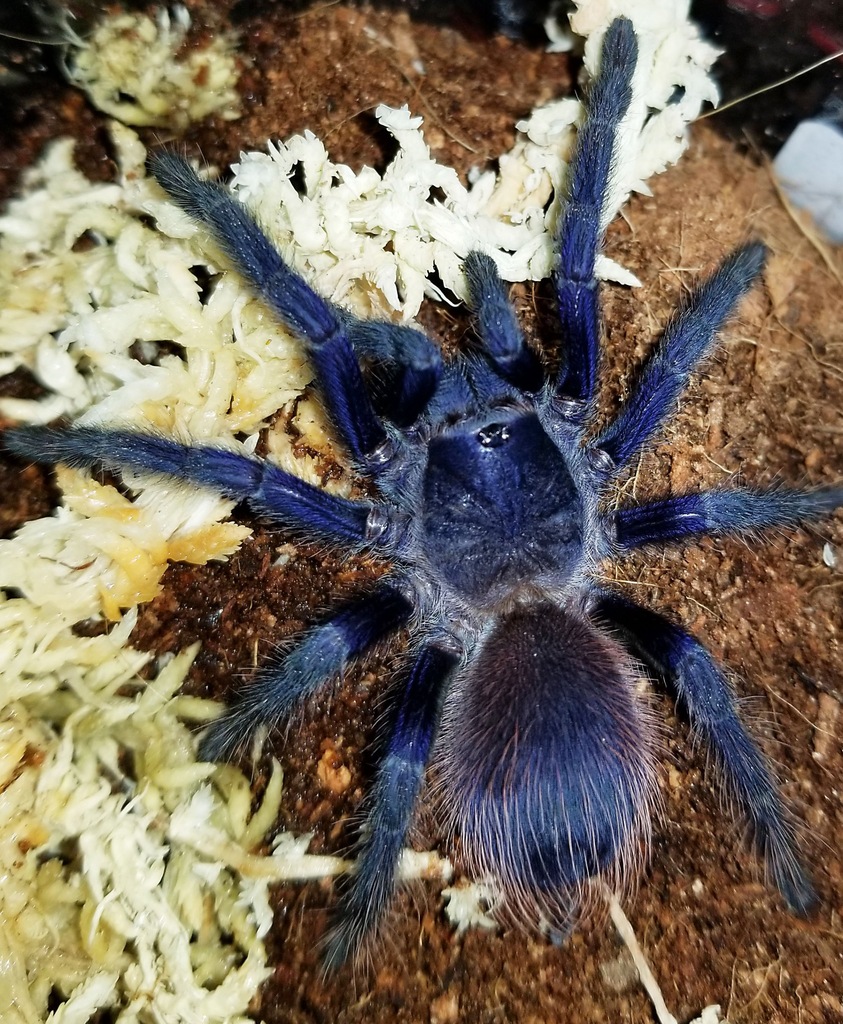 Pterinopelma sazimai ptasznik błękitny, słaby jad