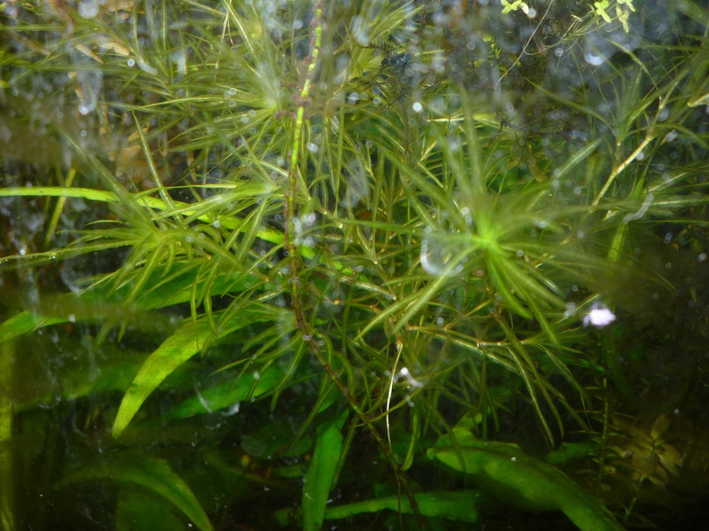 Najas graminea-Jezierza trawiasta x 10 szt.(kpl)