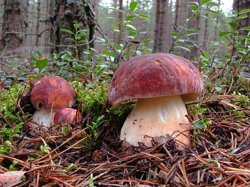 Borowik sosnowy Boletus pinophilus, Grzybnia 500g!