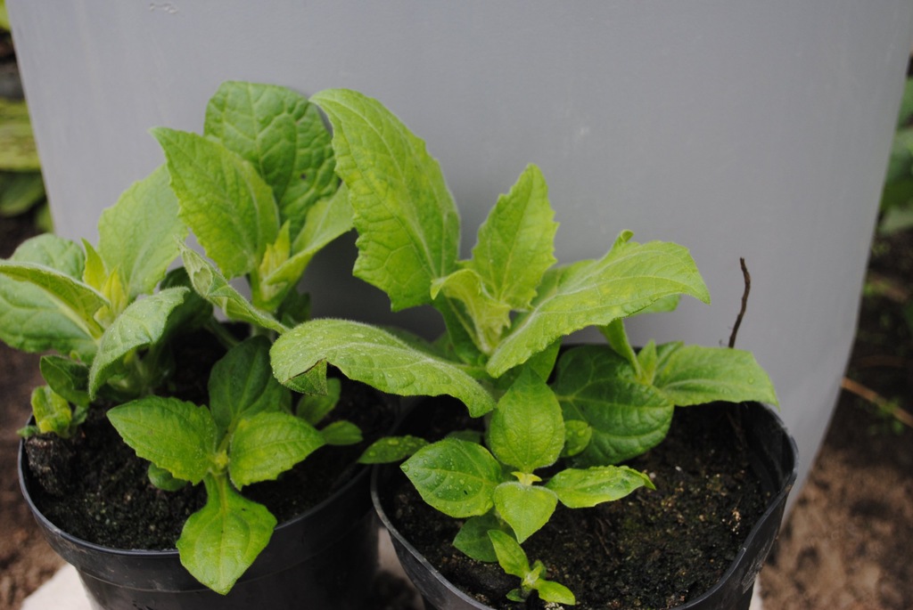 Yacon (Smallanthus sonchifolius), duże sadzonki