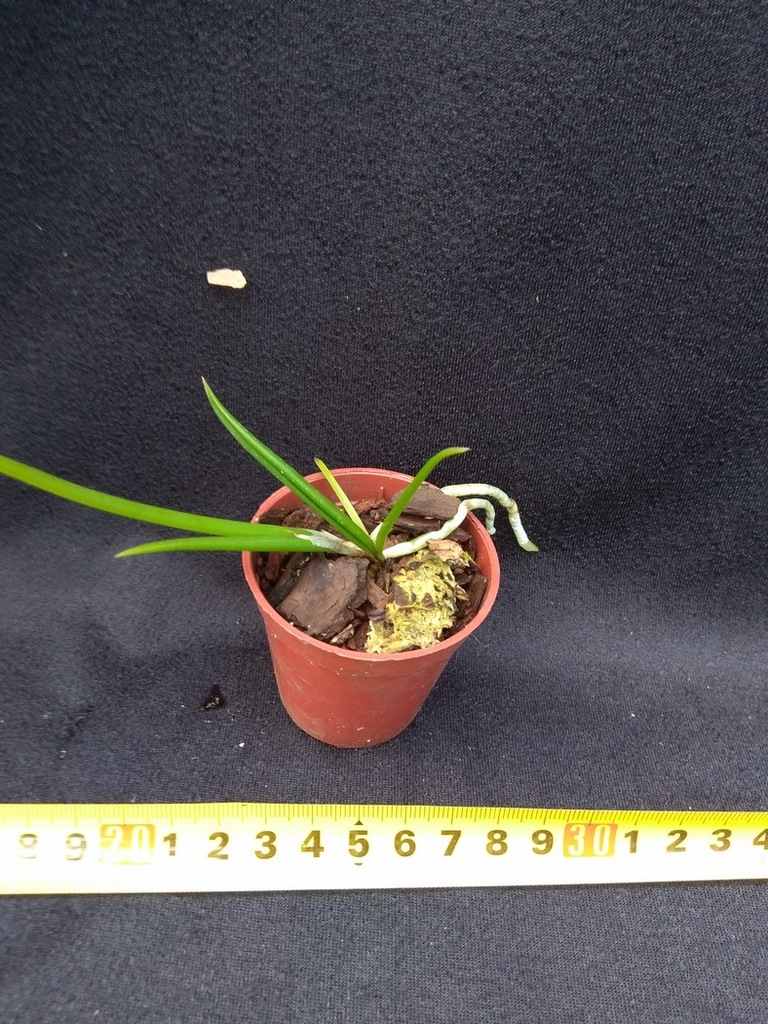 Brassavola cebolleta (NFS)