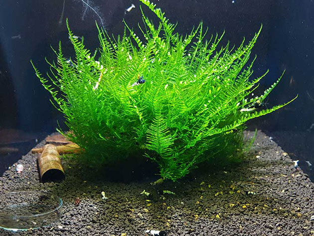 Mech Erect Moss Vesicularia Reticulata -ShrimpStar