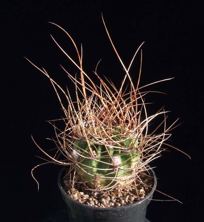 Kaktusy - Lobivia ducis- pauli