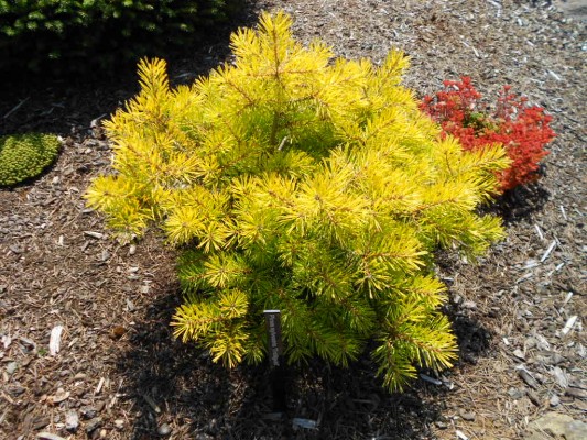 Pinus sylvestris 'Trollguld' - Sosna pospolita (3)