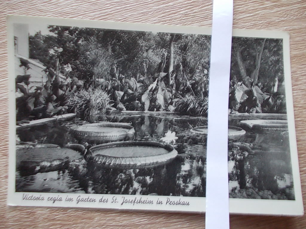 Pruszków k. Opole ogród botaniczny