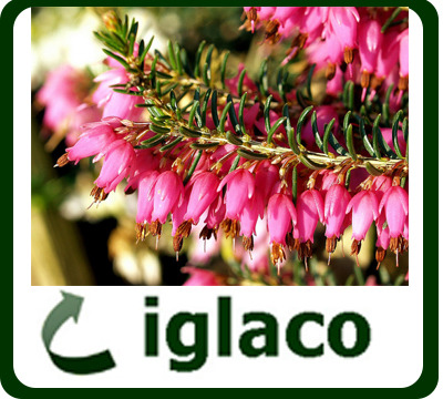 Wrzosiec krwisty Vivelli (Erica carnea) wrzośce