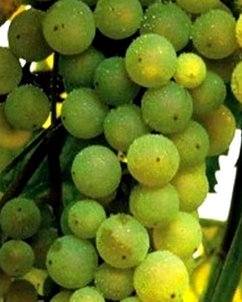 Winorośl Refren - jasnozielone C0,5 10-40cm