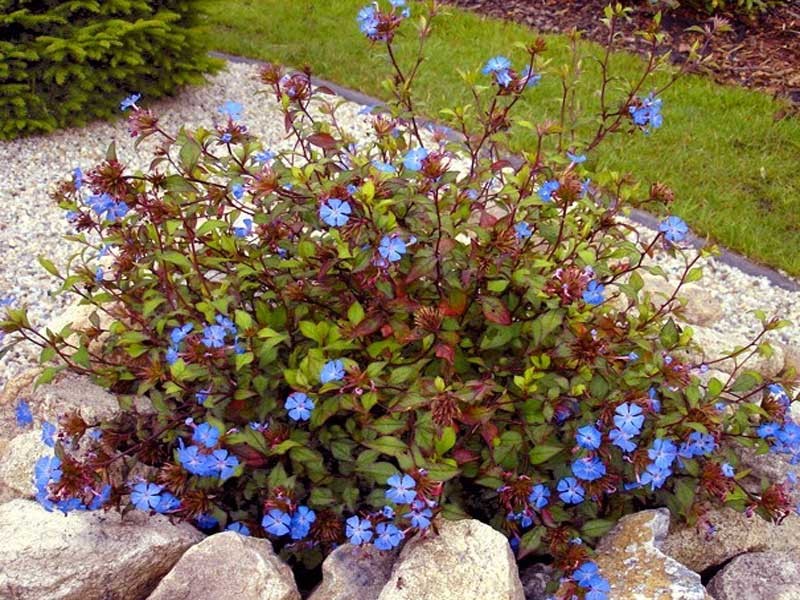 zawciągowiec - ceratostigma - Byliny Farm