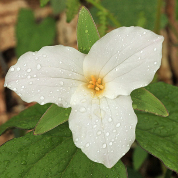 Trillium grandiflorum Trójlist wielkokwiatowy