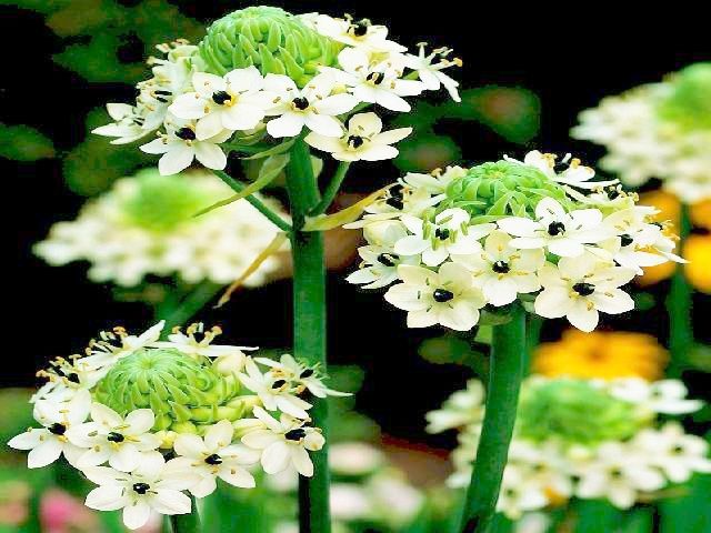 ORNITHOGALUM - ŚNIADEK SANDERSA 1 sz + GRATIS *B