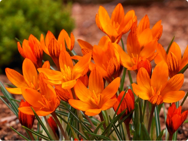 KROKUS ORANGE MONARCH 10 SZT +GRATIS