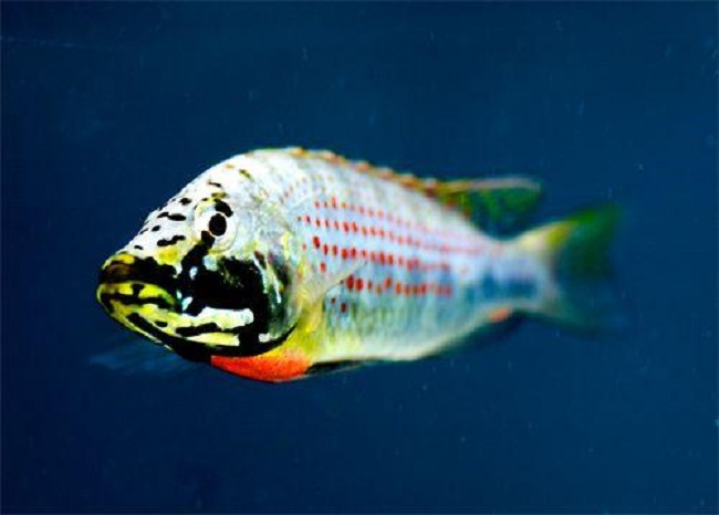 Ctenochromis HOREI - MALAWI Śląsk  