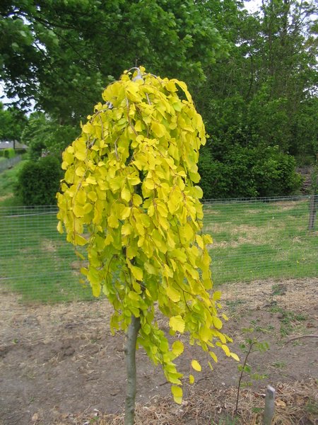 BUK AUREA PENDULA 130CM SZCZEPIONY