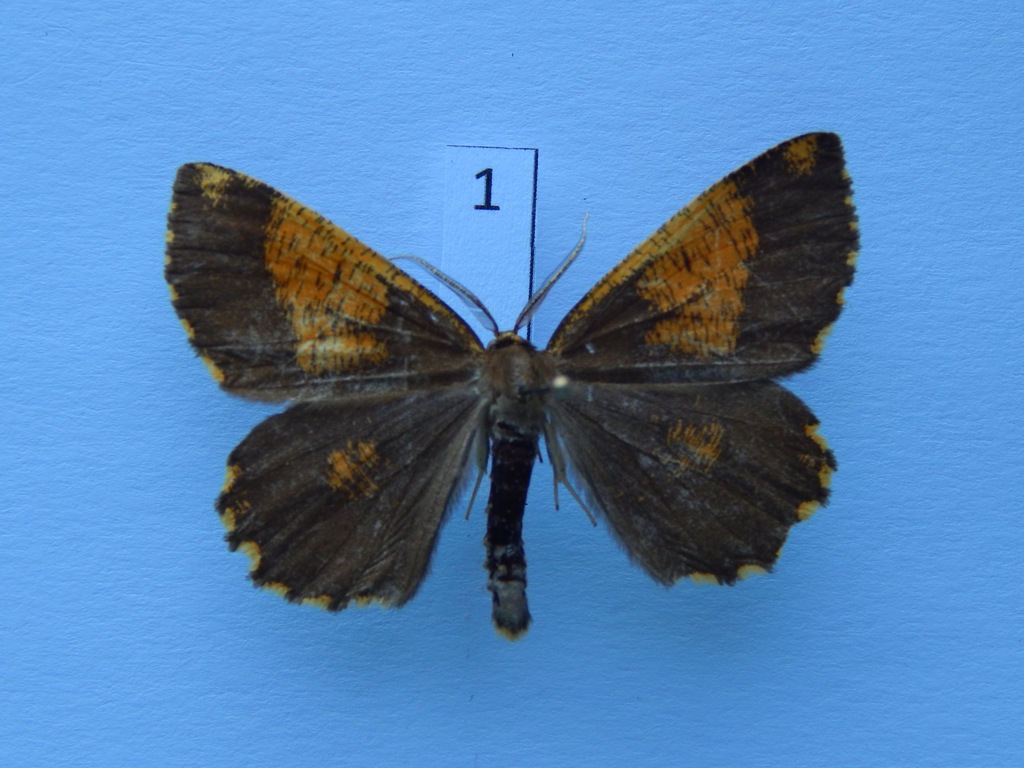 Poproch cetyniak (Bupalus piniarius)1