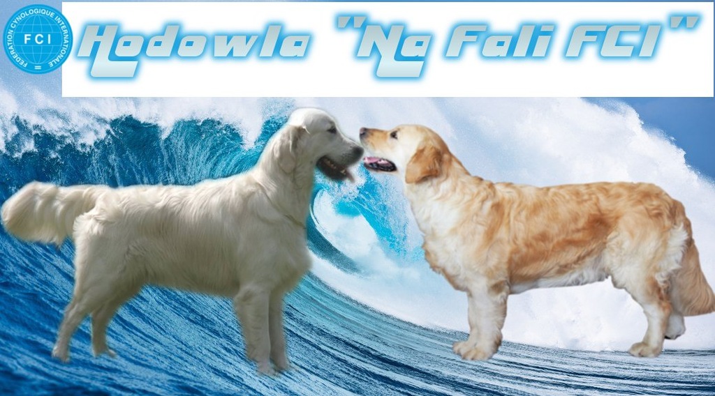 GOLDEN RETRIEVER szczenięta z rodowodem ZKwP FCI