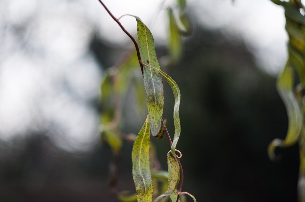 APARAT ZENIT TTL  HELIOS 44M SAMPLE BOKEH m42 