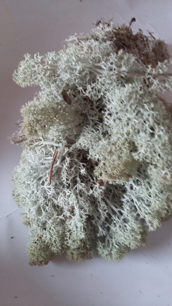 MECH, CHROBOTEK RENIFEROWY 50g SILVER - SREBRNY