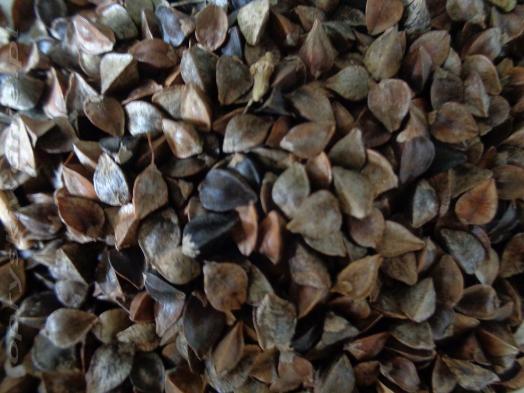 Gryka 1kg, nasiona do siewu, miododajna tatarka