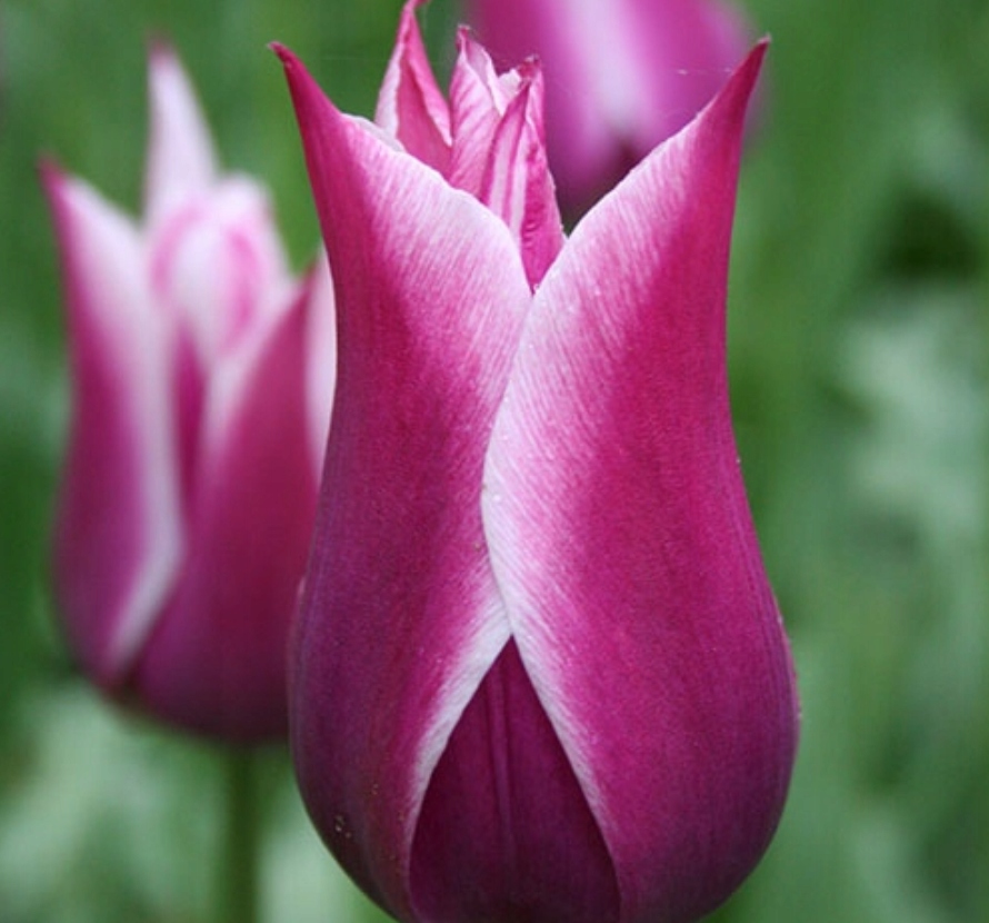 Тюльпан клаудия (лилиецветный). Тюльпан акита. Тюльпан клаудиа фото и описание. Тюльпан клаудия. Тюльпан клаудиа 5шт.