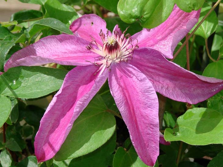 Clematis Powojnik Sympatia ~ POLSKA ODMIANA, C2