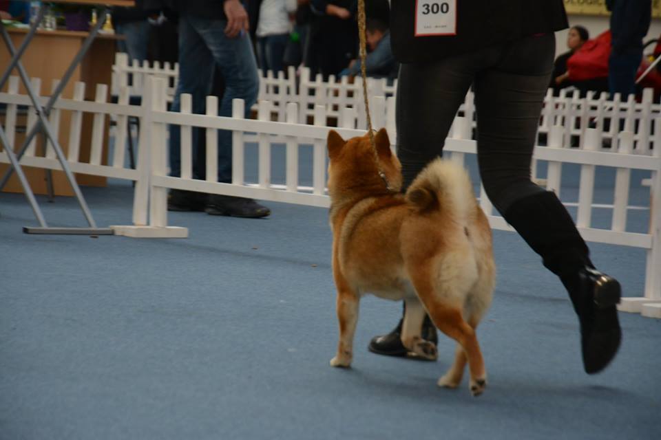 Shiba Inu dziewczynka JEDYNA TAK POLSCE