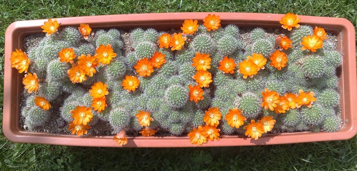 KAKTUSY - Rebutia pulvinosa - pomarańczowe kwiaty!