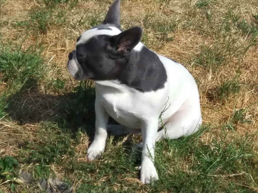 Buldog francuski