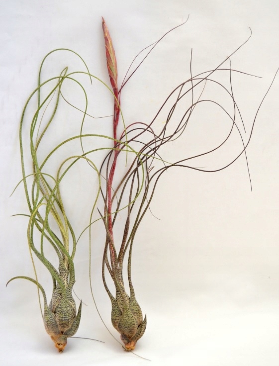 TILLANDSIA BUTZII , AIRPLANT, oplątwa, XL ~-35cm