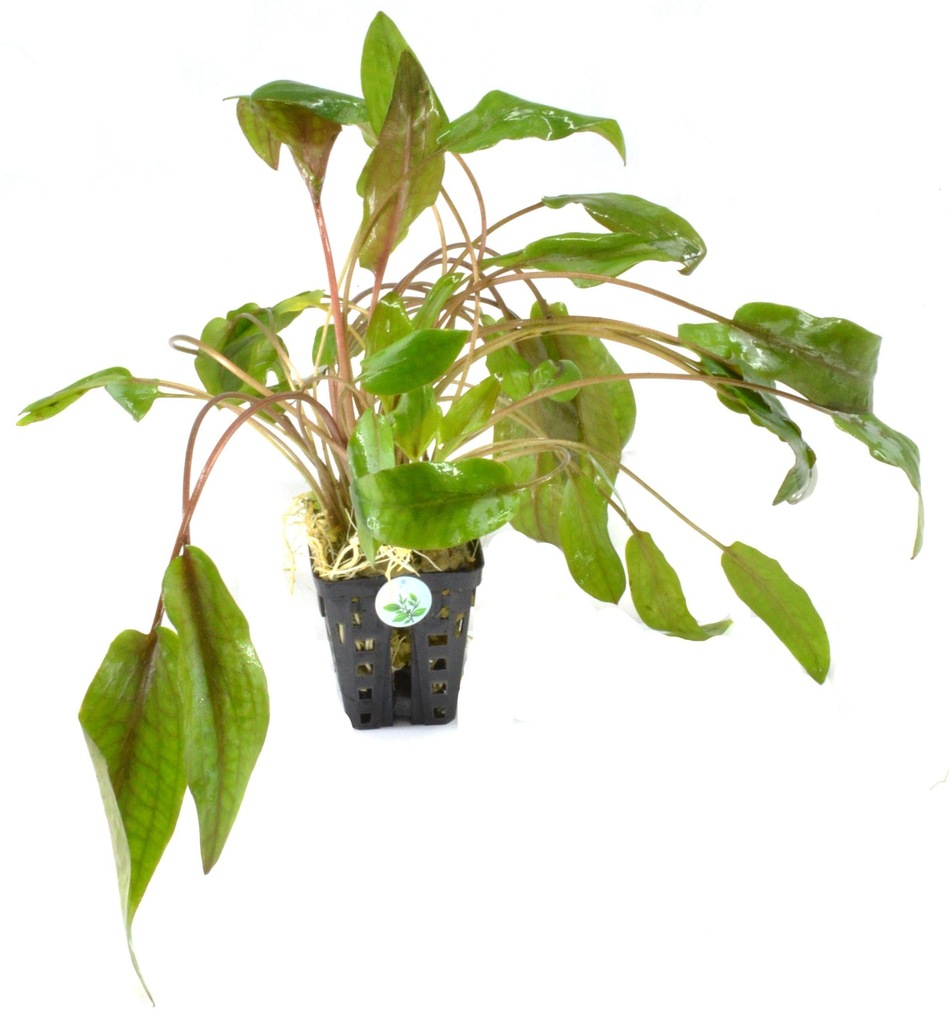 Cryptocoryne species red [koszyk] ROŚLINA AKWA