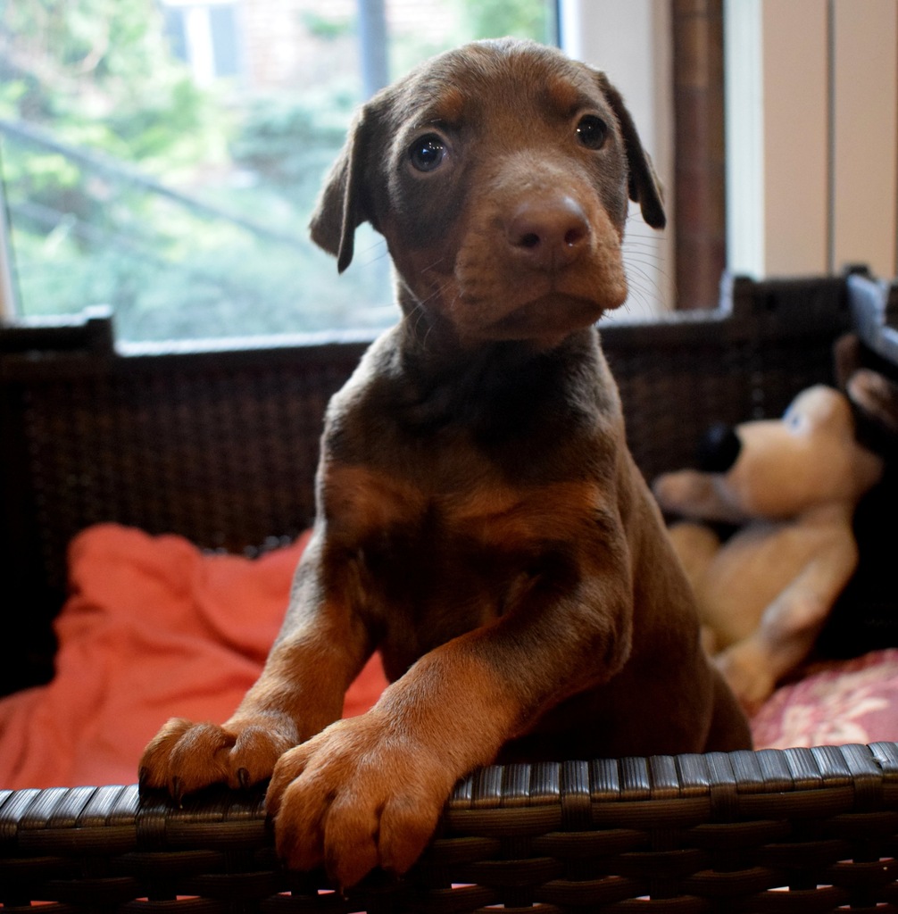 Dobermany czekoladowe piesek i suczka