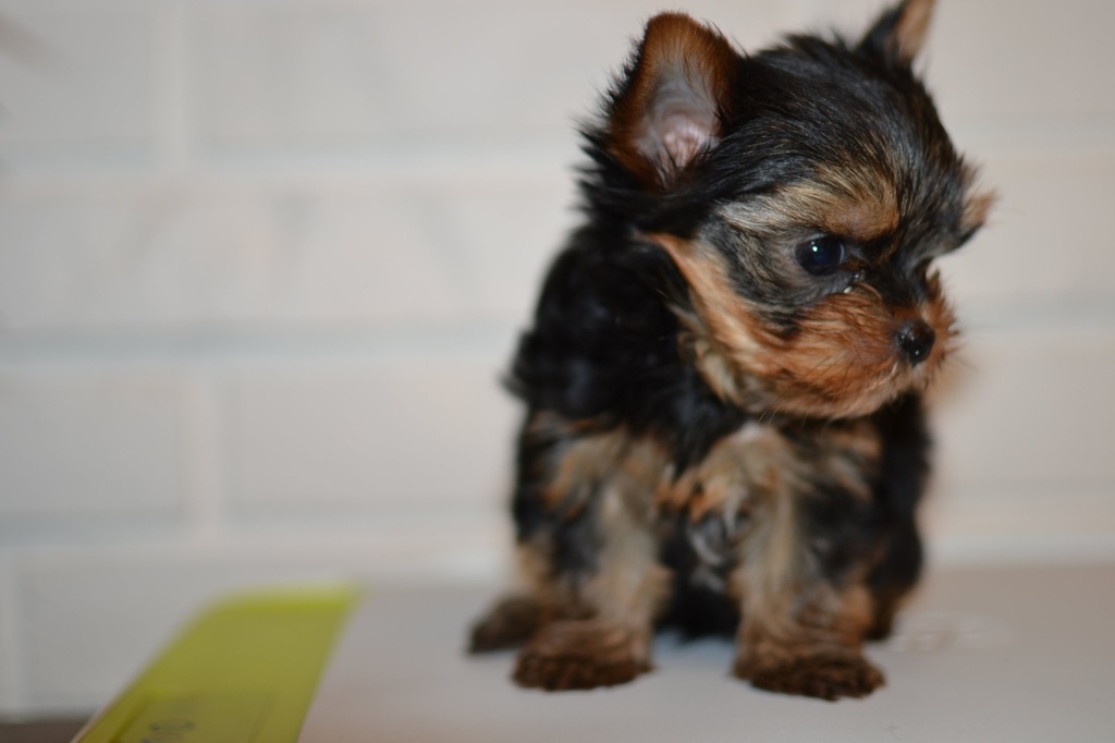 yorki,york MINIATURKI