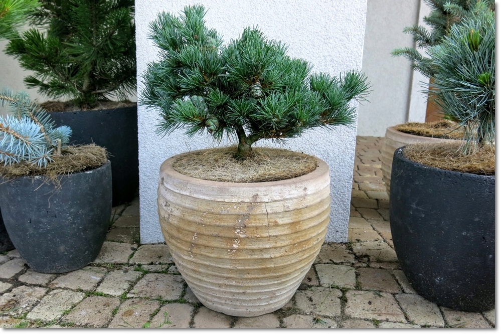 Pinus parviflora 'Koraku'- wspaniały unikat !!!