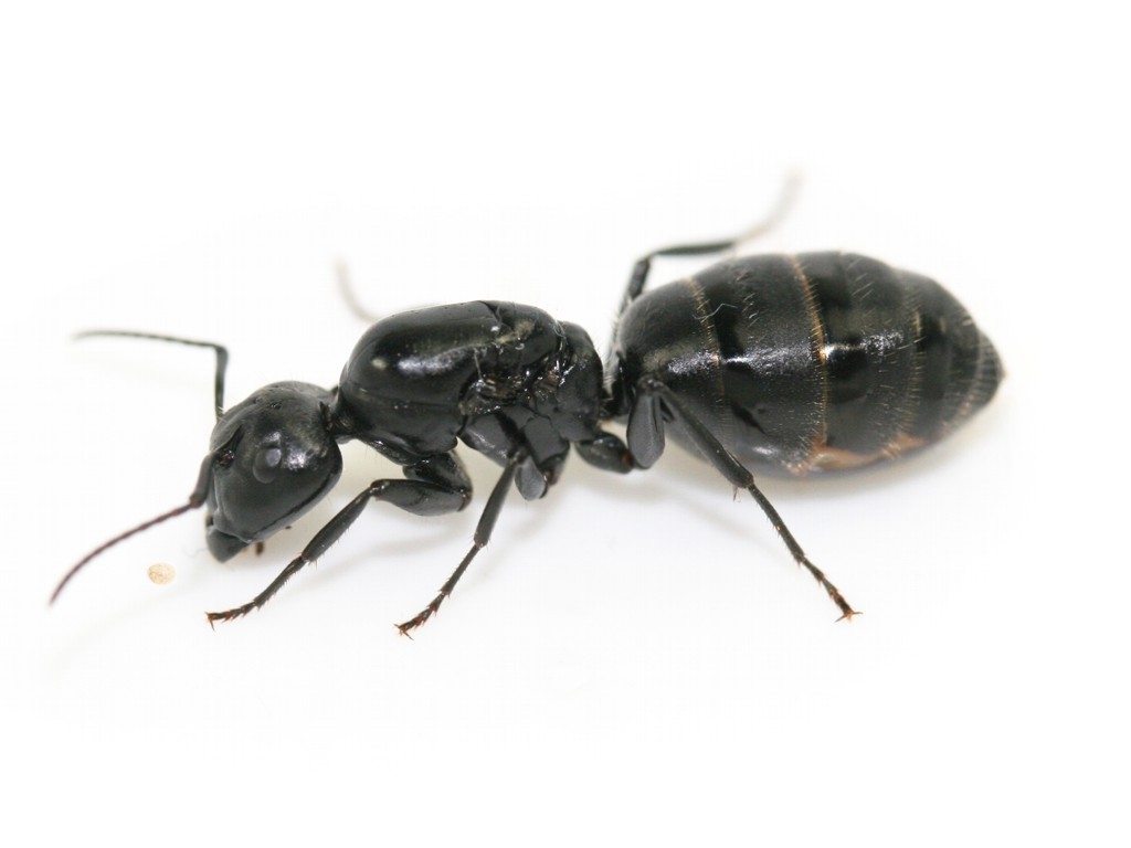Mrówki Camponotus vagus