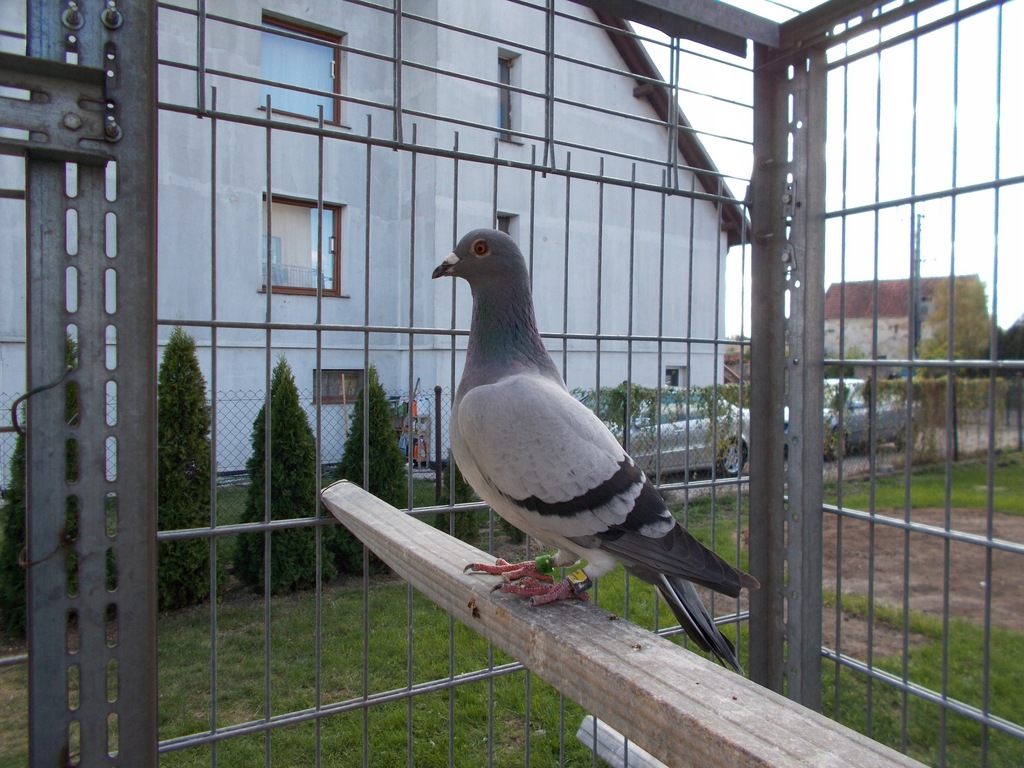 GOŁĘBIE MŁODE 2018 LOTOWANE + LOT MINDEN !!!