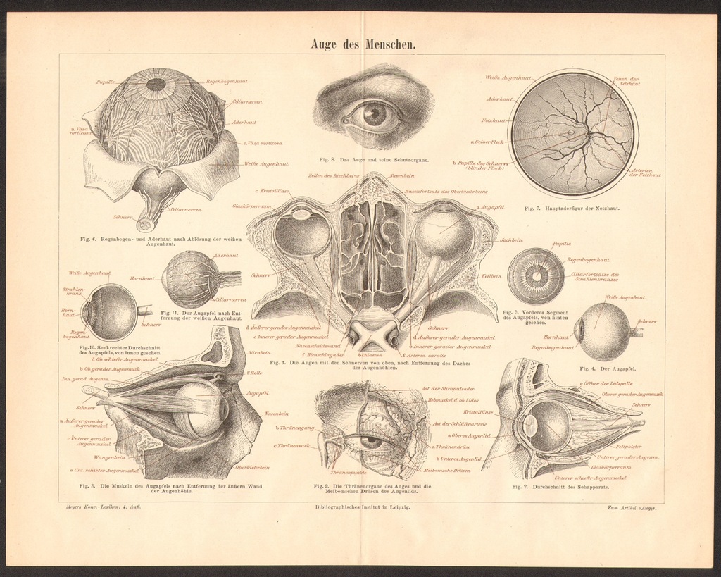 ANATOMIA LUDZKIEGO OKA litografia z 1888 roku
