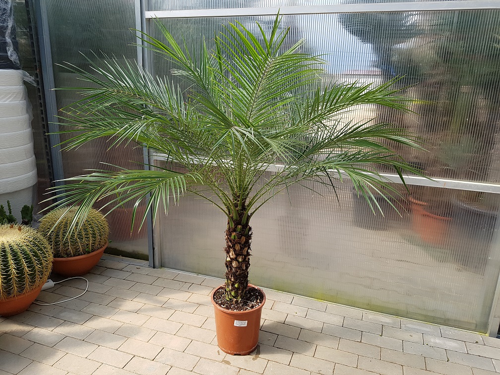 FENIX ROEBELENII PALMA DOMOWA PHOENIX POKOJOWA
