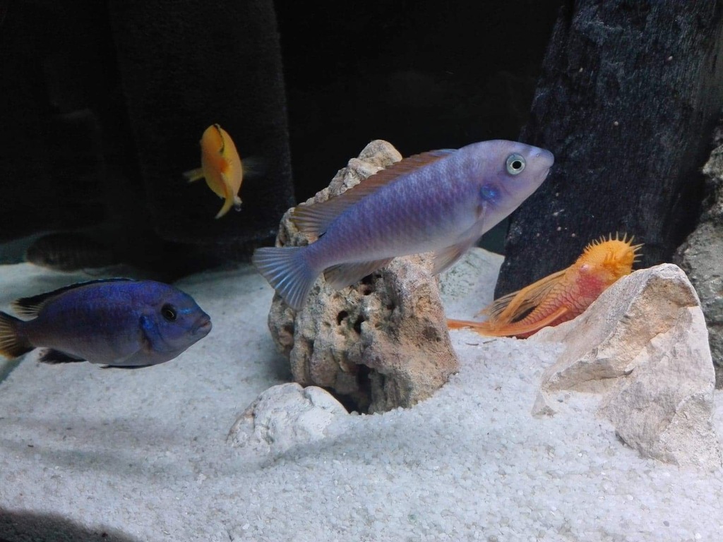 Labeotropheus trewavasae - Pyszczak wysmukły