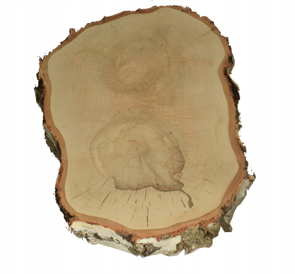 Plastry drewniane, Krążek drewna, 40-72 cm BRZOZA