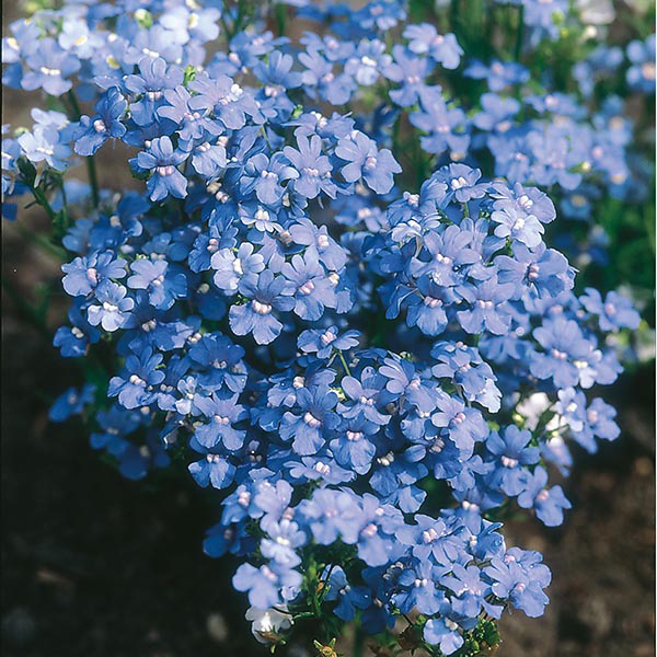 Nemezja BLUE GEM niebieska nasiona