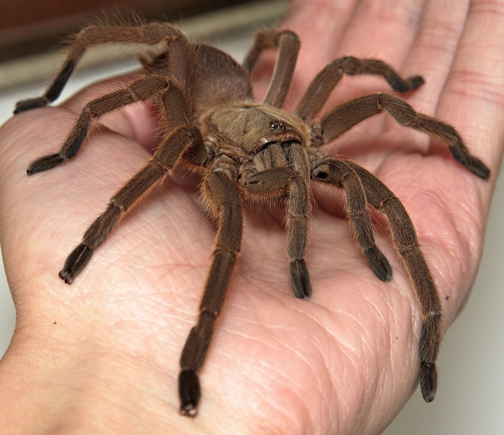 Chilobrachys huahini L3 Asian giant fawn tarantula
