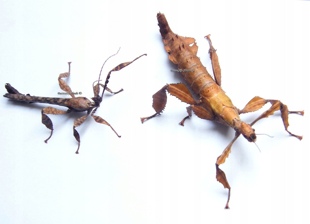 Extatosoma tiaratum, straszyk australijski L1-L3