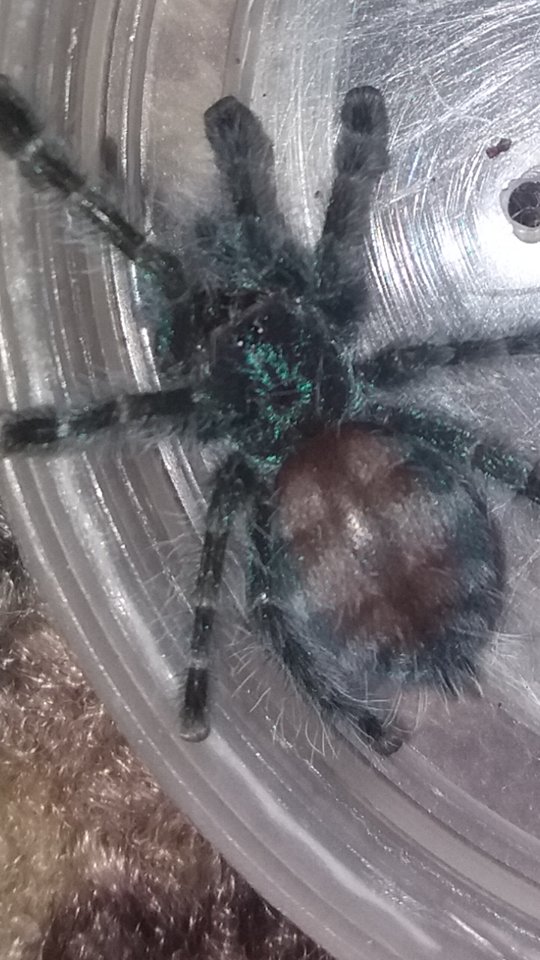 Avicularia (Caribena) versicolor L5/6