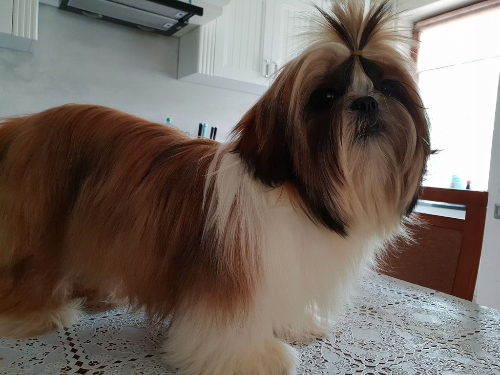Shih tzu Śliczne pieski-samce wystawy Rodowód ZKwP