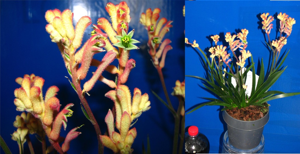 Anigozanthos KANGAROO PAW KANGURZA ŁAPA