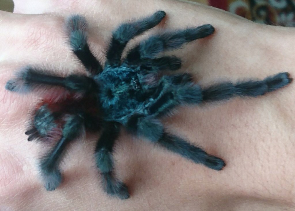 Caribena Versicolor - dorosły samiec