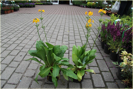 bylina Pierwiosnek wianuszkowaty Bulleyana Primula