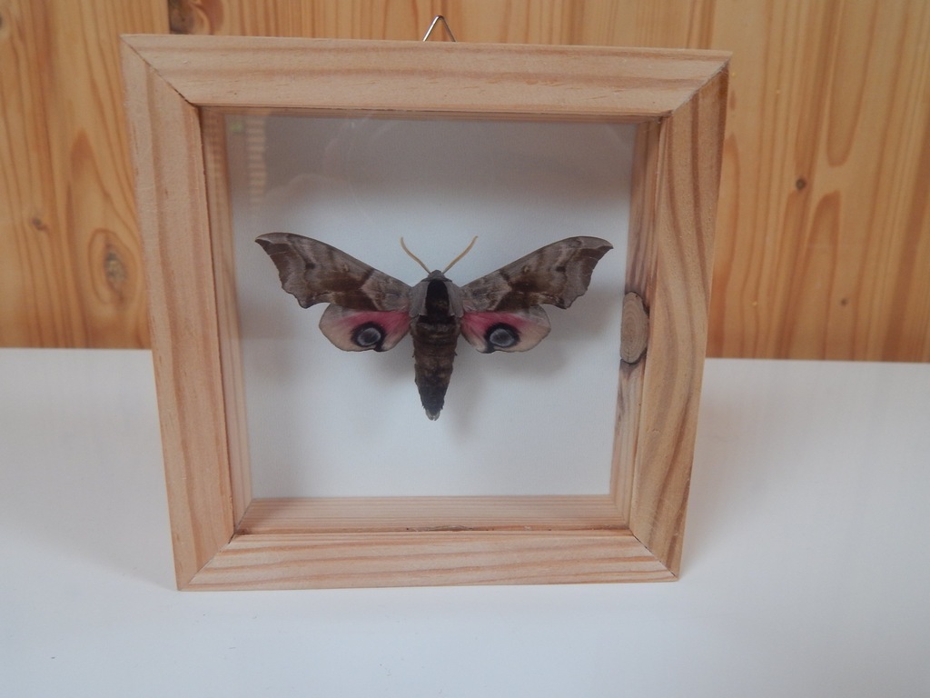 Motyl nocny Nastrosz Półpawik  w gablotce